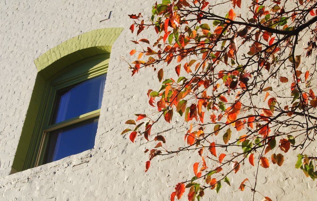 Fall Colors agains wall and a window, Petaluma, California, Петалума