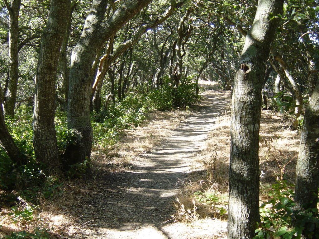 Trail at Helen Putnam Park, Петалума
