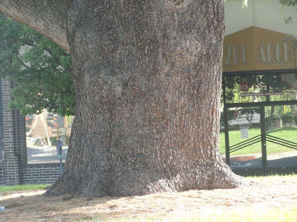 Huge trunk of redwood tree, Редвуд-Сити