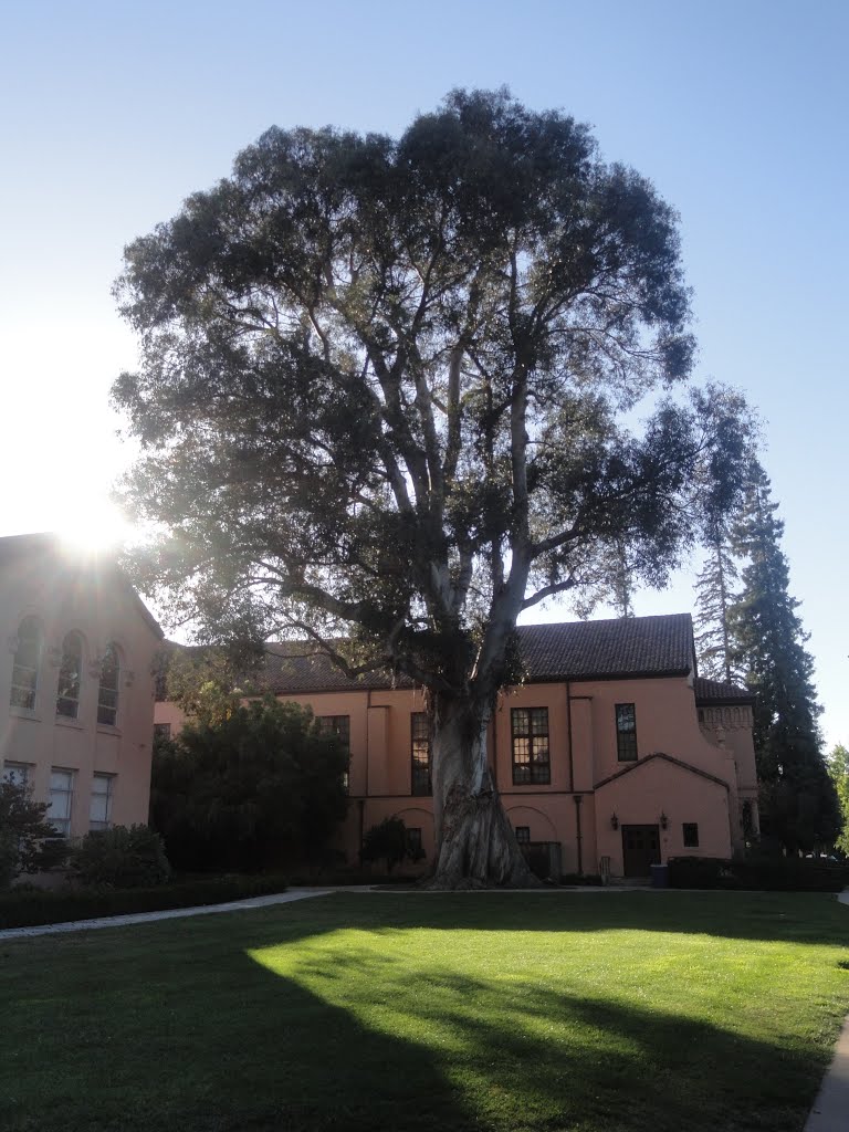 A big sequoia, Редвуд-Сити