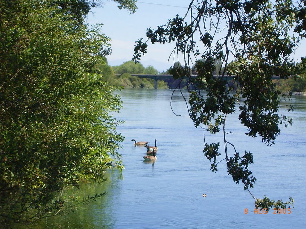 Sacramento river in summer, Реддинг