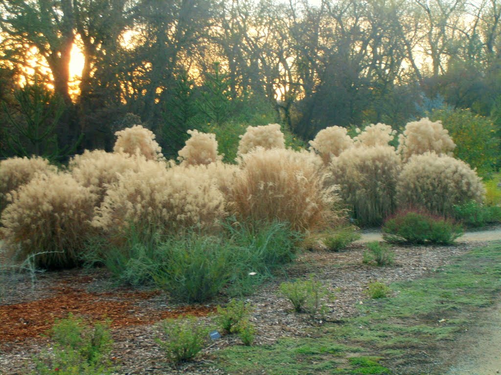 Silver Grass At The Turtle Bay Botanical Garden, Redding, California, Реддинг