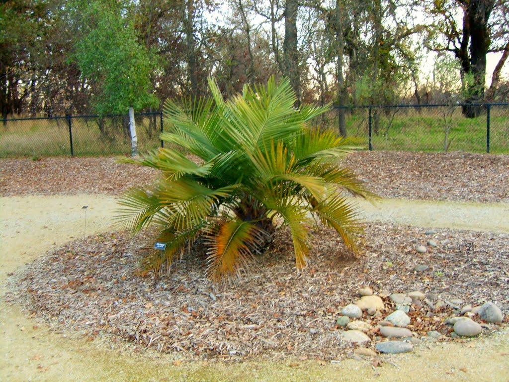 Chilean Wine Palm At The Turtle Bay Botanical Garden,  Redding, California, Реддинг