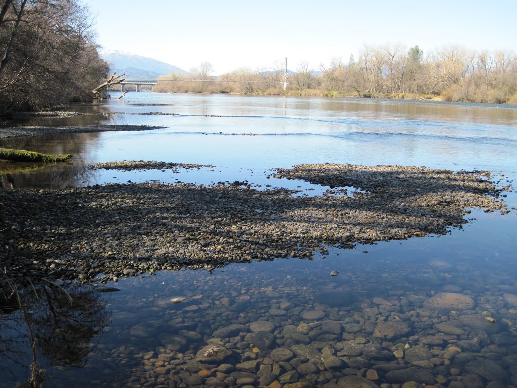 Sacramento River Site 2 (Right Bank) - Dewatered Salmon Redd at Flow 4500 cfs 1/27/2011, Реддинг