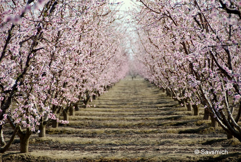 blossom trail in fresno, Ридли