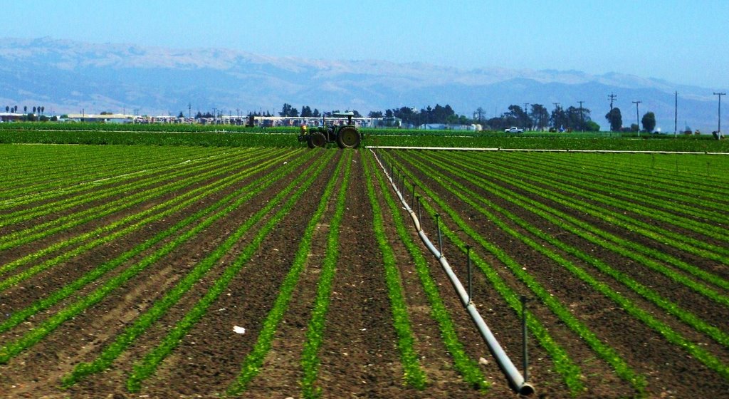 Fields Near Salinas, Салинас