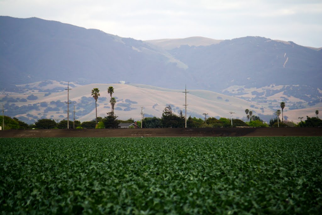 Agriculture, Salinas, CA, Салинас