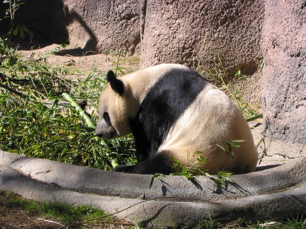 Panda, San Diego Zoo, San Diego, Сан-Диего