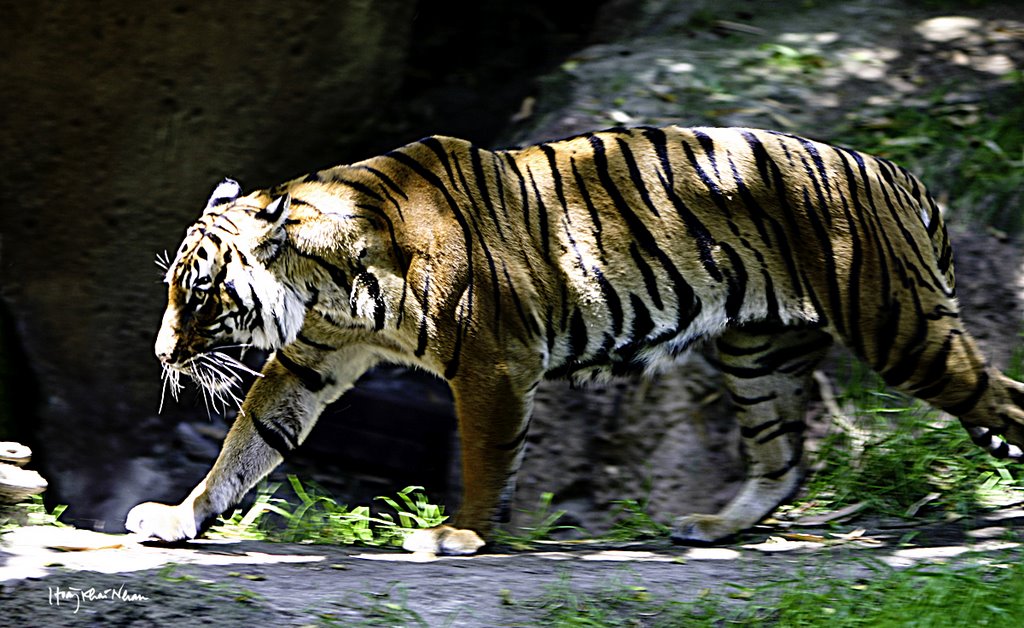 Con Cọp - Tiger in San Diego Zoo (hoangkhainhan.com), Сан-Диего