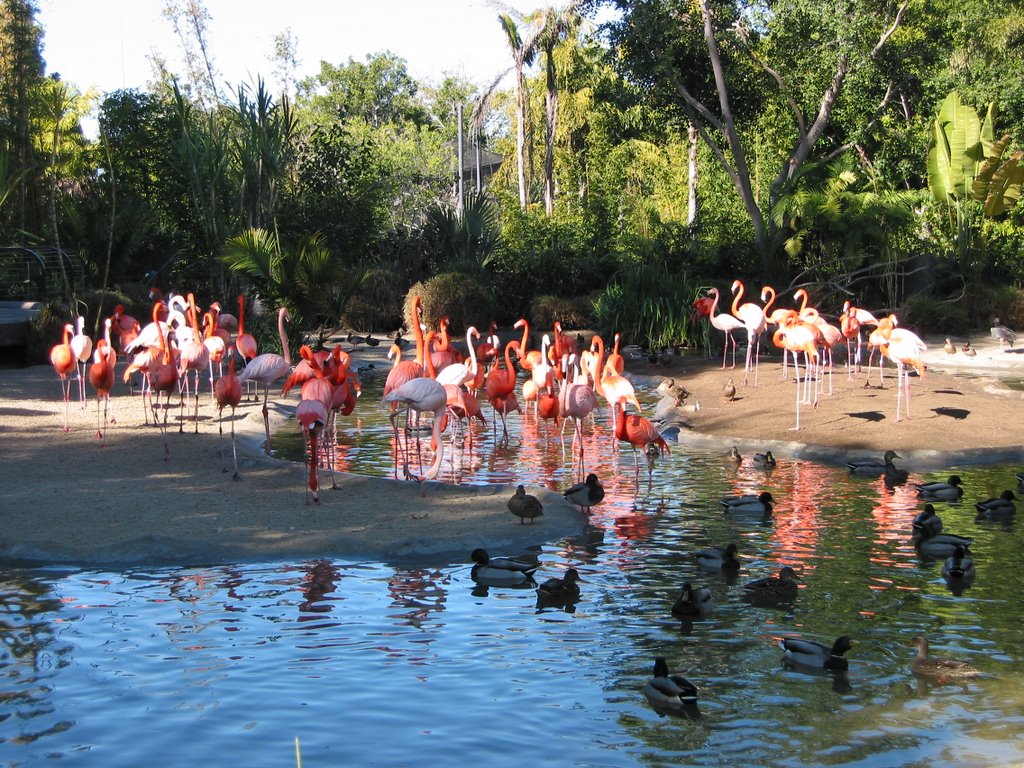 San Diego Zoo - Flamingos, San Diego, Сан-Диего