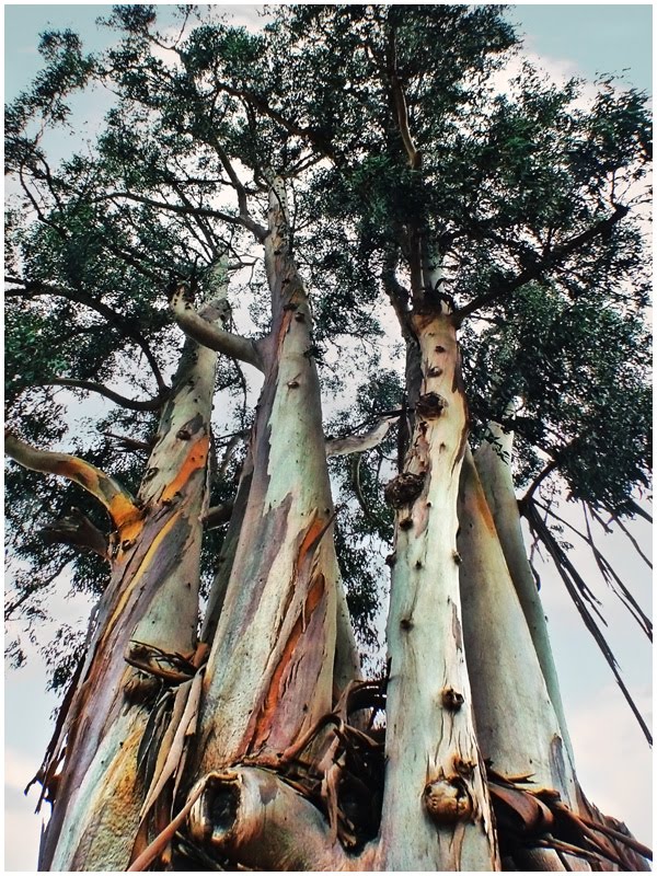 Eucalyptus Trees, Сан-Карлос