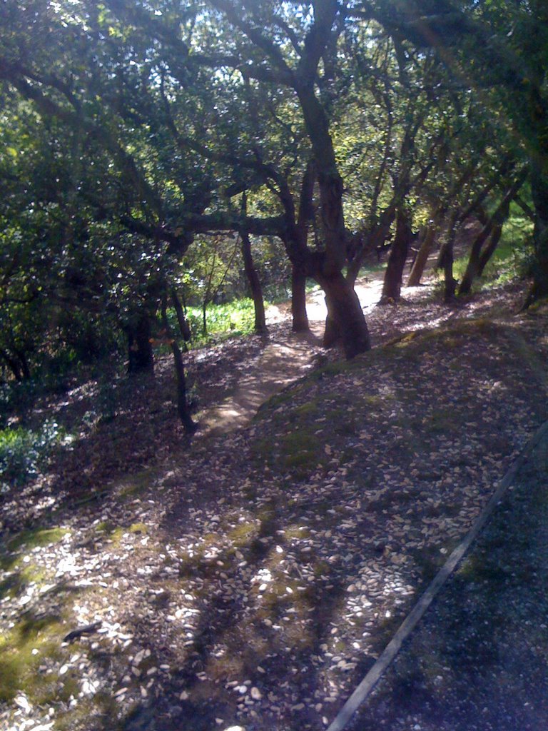 Arguello Park Trail, Сан-Карлос