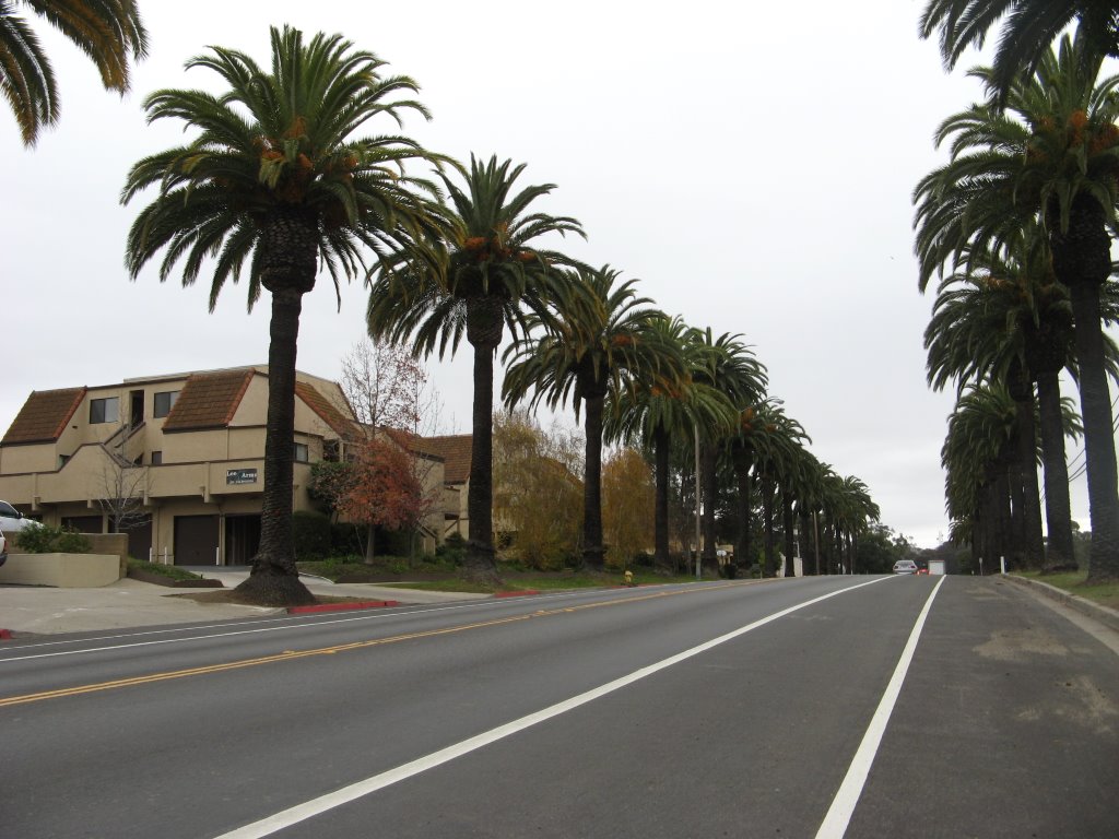 California BLVD-Palm lined street, Сан-Луис-Обиспо