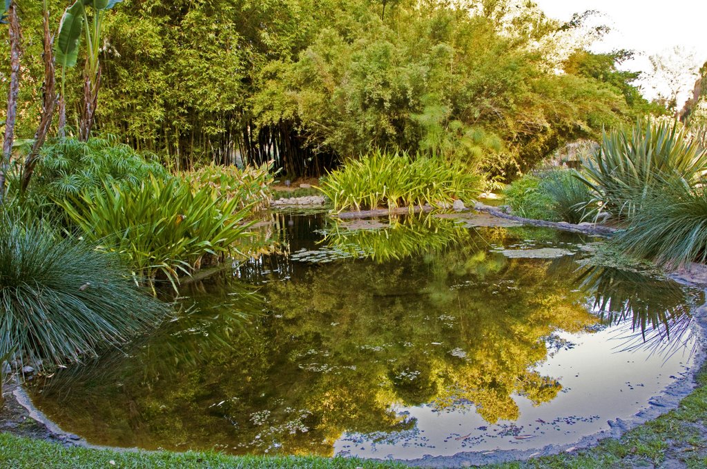Lily Pond, Huntington Botanical Garden San Marino California, Сан-Марино