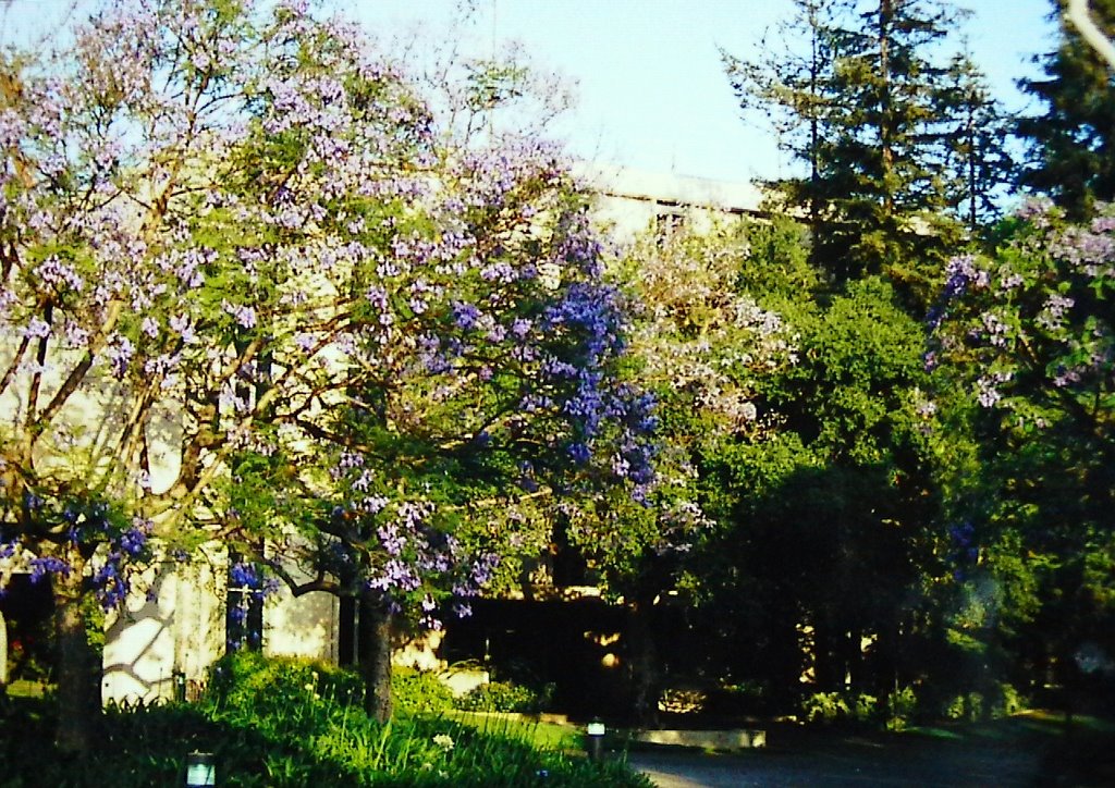 美国加州理工学院(Caltech, Pasadena, USA), Сан-Марино