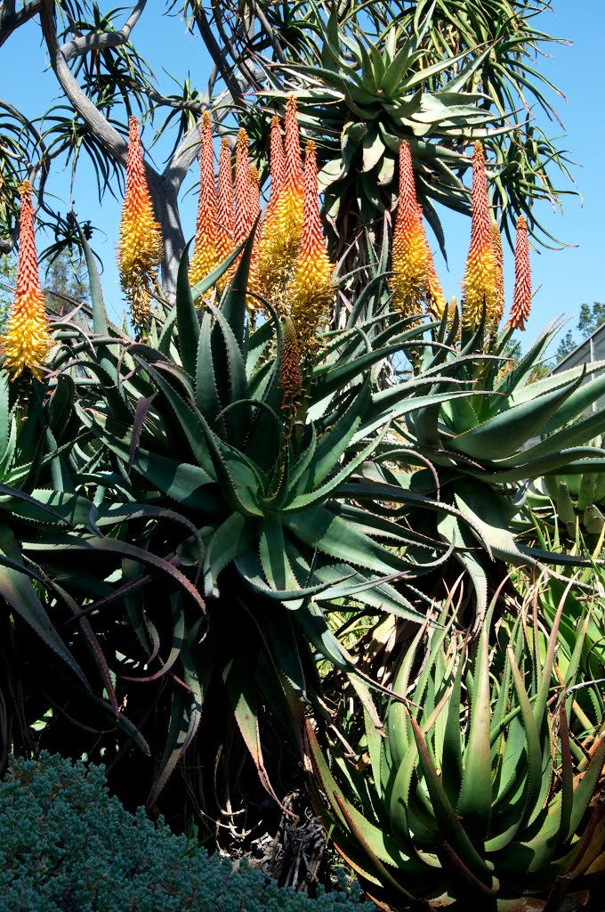 Aloe Flowers, The Huntington 2013, Сан-Марино