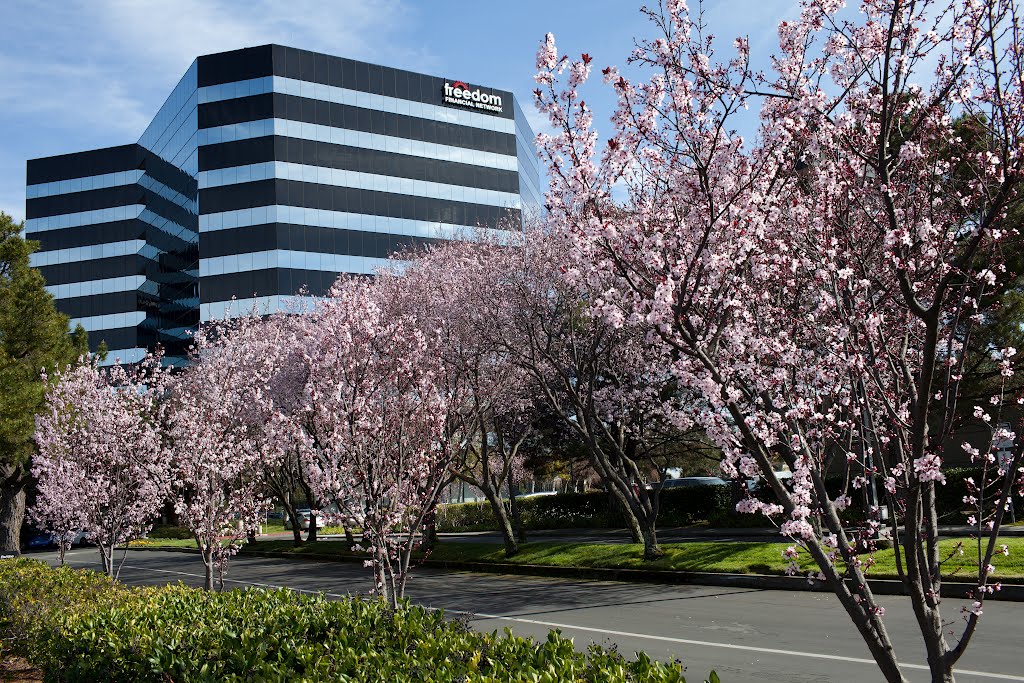 Crossroads center cherry bloom, Сан-Матео