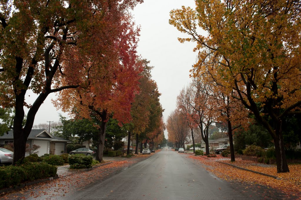 Rainy December in Sunnyvale, California, Саннивейл
