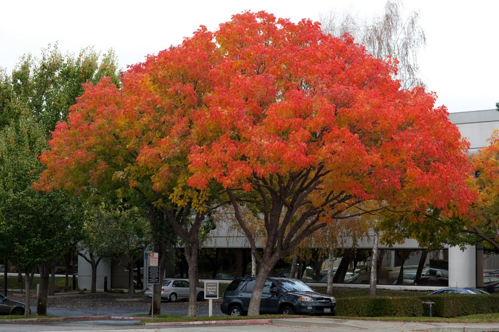 Sunnyvale Maude Fall Colors, Саннивейл