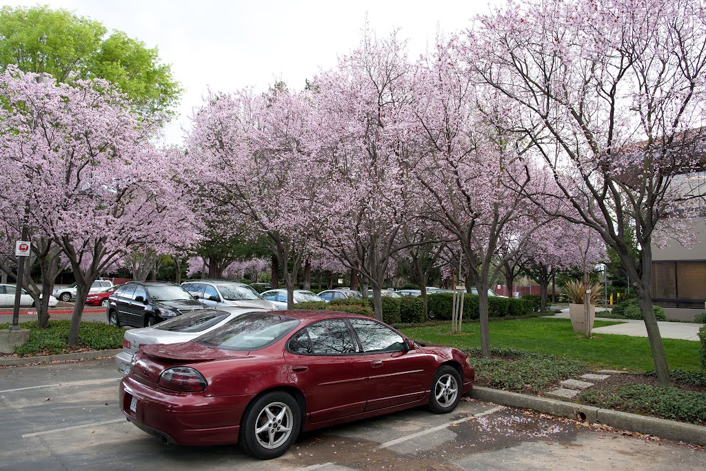 SETI Institute parking cherry bloom, Саннивейл