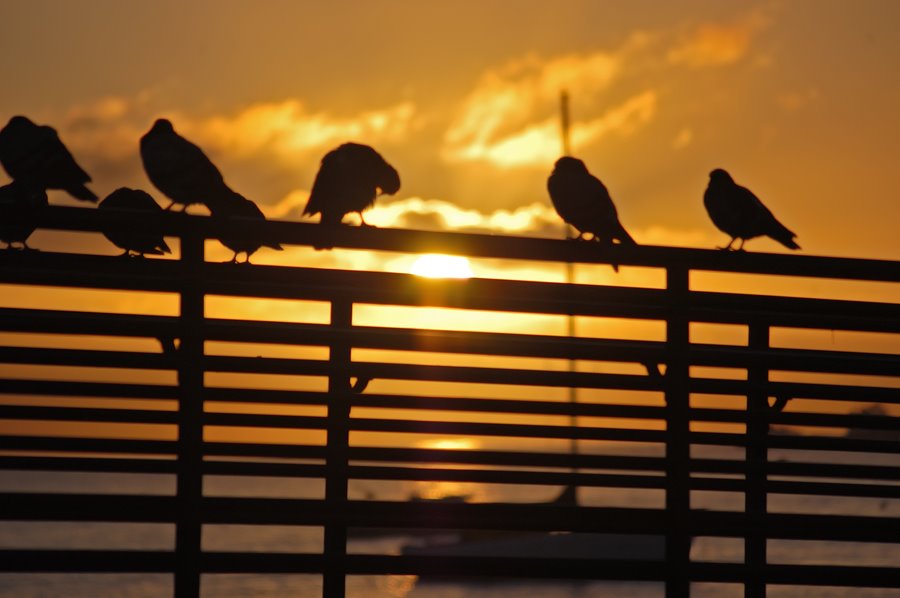 Morning Birds, Санта-Барбара