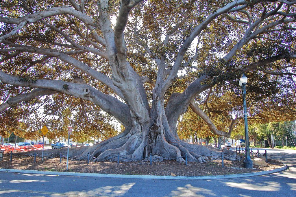 Santa Barbara, Morton Fig tree 2, Санта-Барбара