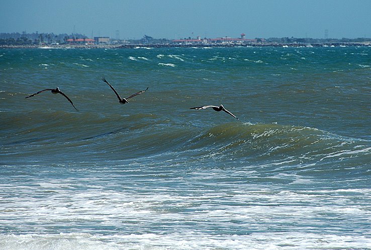 pelicans, Санта-Барбара