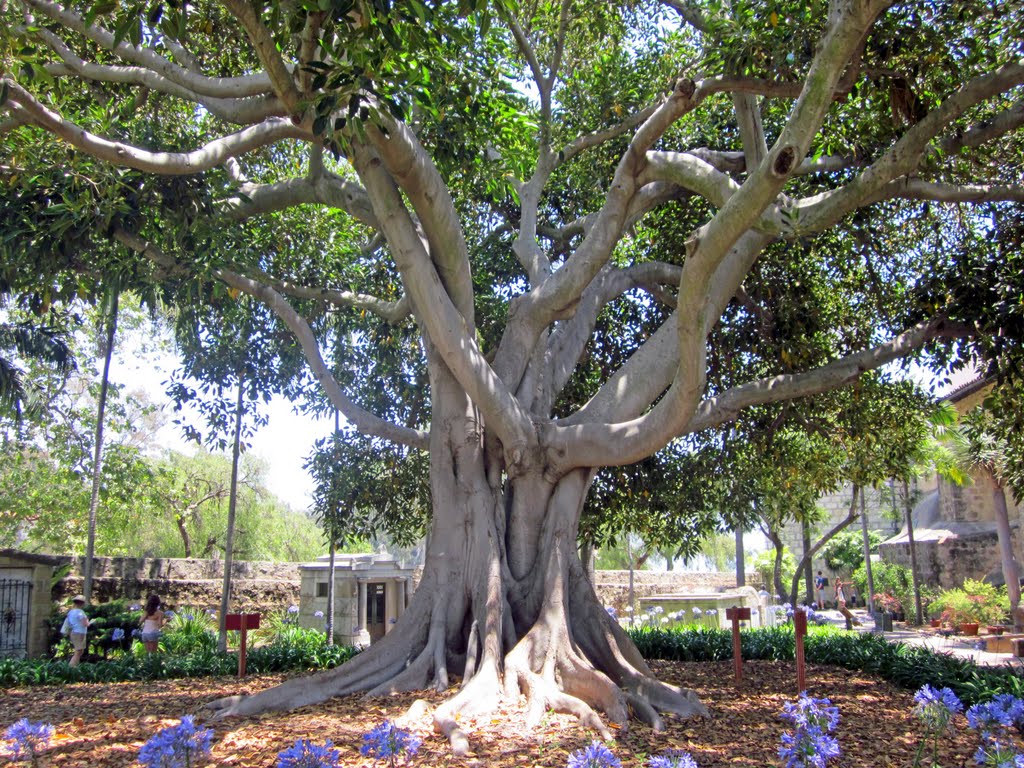 Fig Tree, Santa Barbara Mission cemetery, Санта-Барбара