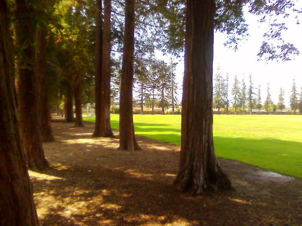 Shade of a Redwood Grove, Санта-Клара