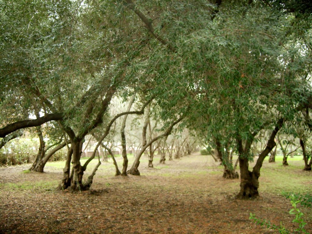 Olive Grove at the Carmelite Monastery, Санта-Клара