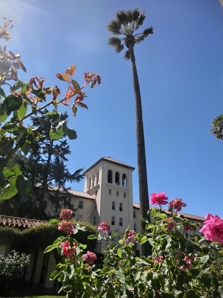 Santa Clara University Building and Palm Tree, Санта-Клара