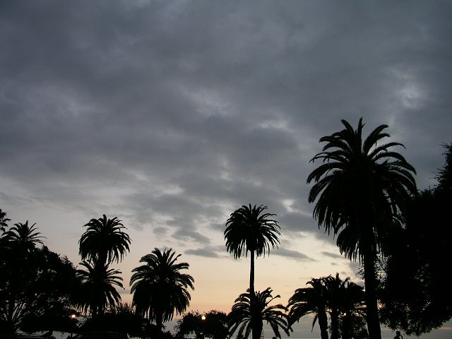 Palm Tree Silhouette, Santa Monica, Санта-Моника