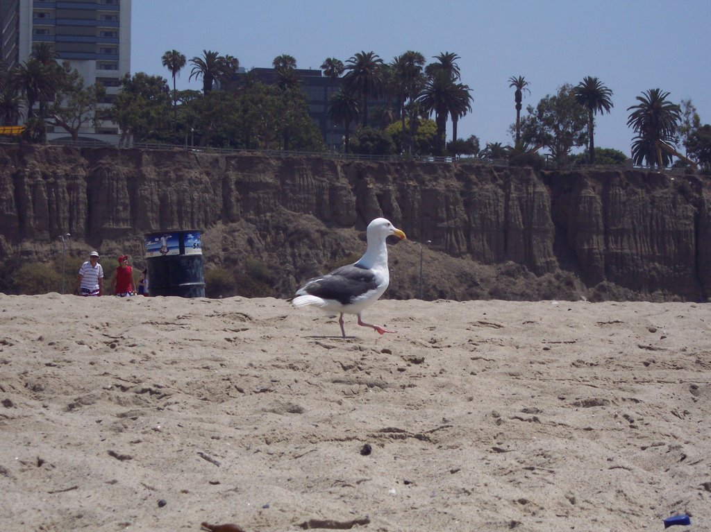 Seagull in Santa Monica beach - ASIER IBAÑEZ, Санта-Моника