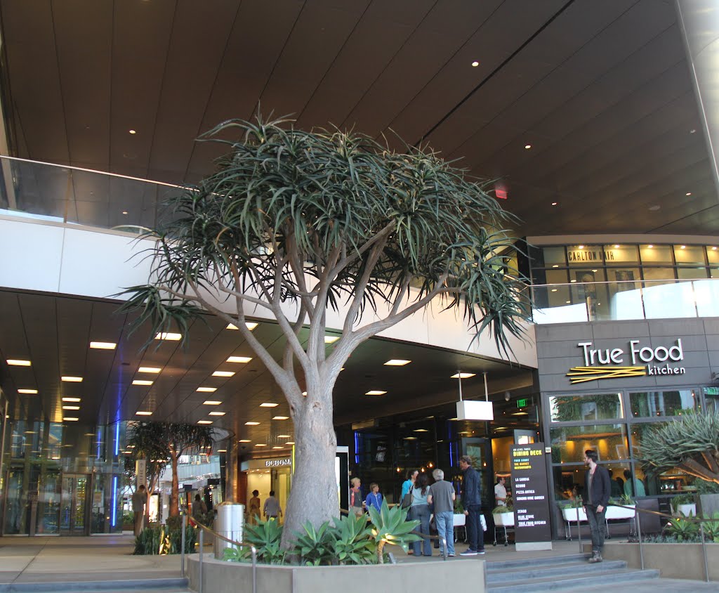 Tree in the Building, Санта-Моника