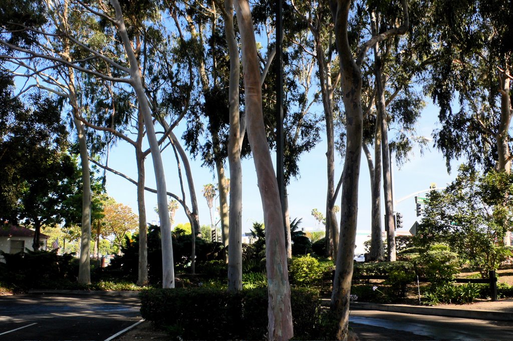 eucalyptus trees, Санта-Фе-Спрингс