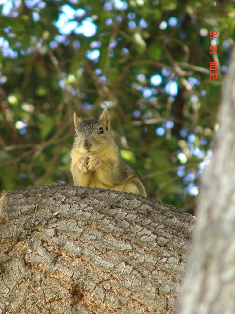 squirrel 2004 alhambra california, Саут-Пасадена