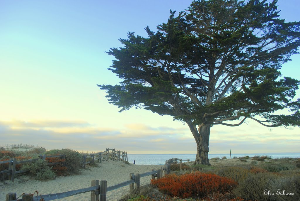 Monterey Cypress, Сисайд