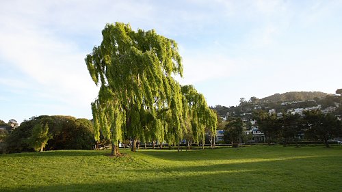 Willow Tree - Sausalito, California, Сусалито