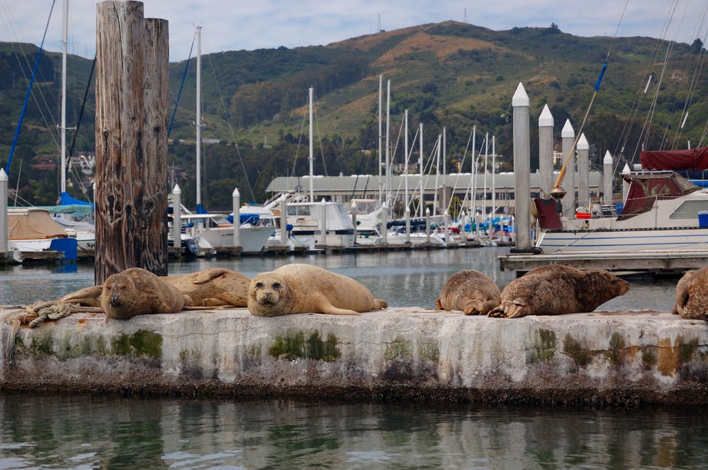 Harbor Seals and Clipper Marina, Sausalito, Marin, California, Сусалито