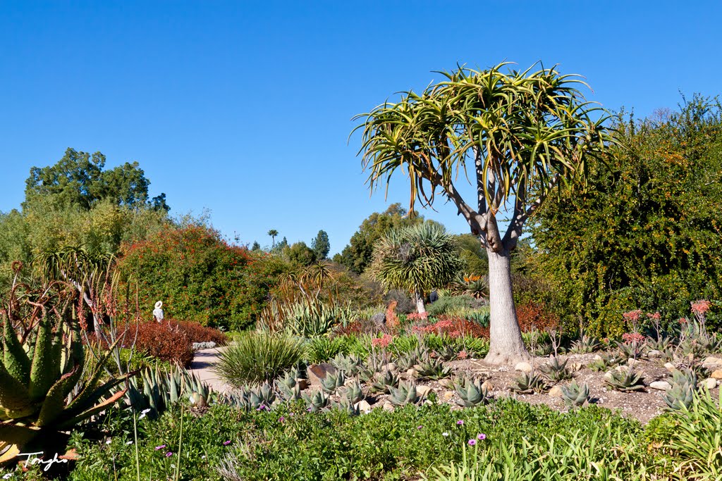 Madagascar Spiny Forest - LA County Arboretum, Сьерра-Мадре