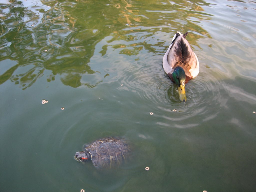 duck and turtle at wilson park, Торранц