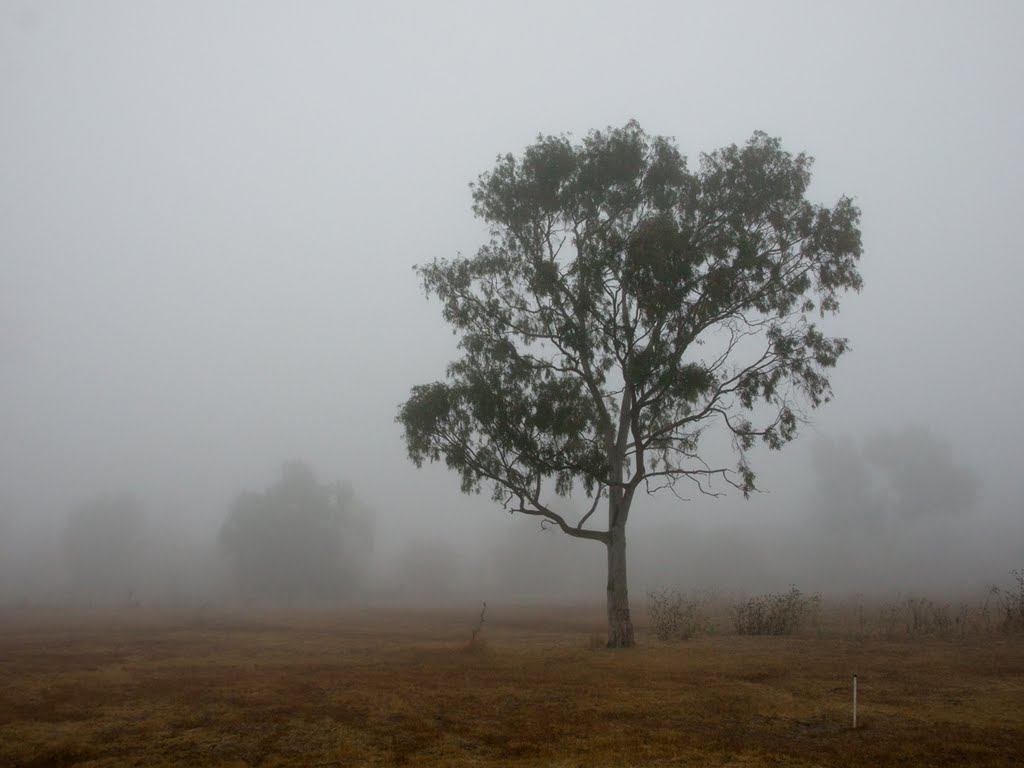 Morning Fog at the Marsh, Торранц