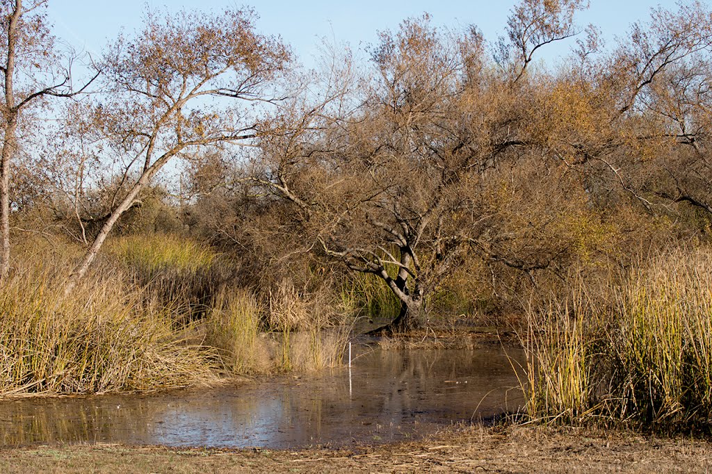The marsh fills with water, Торранц