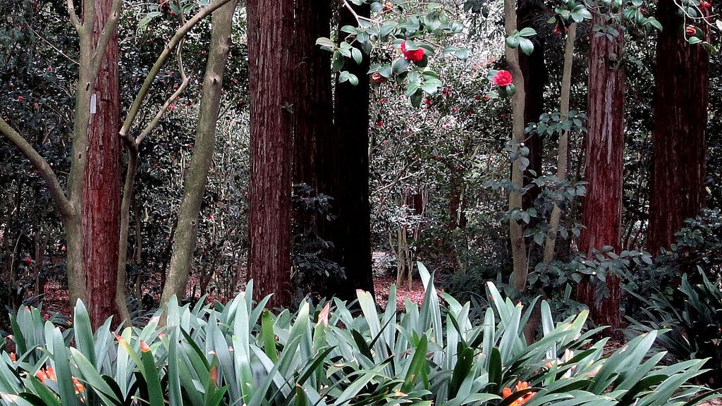 DESCANSO GARDENS, Флинтридж