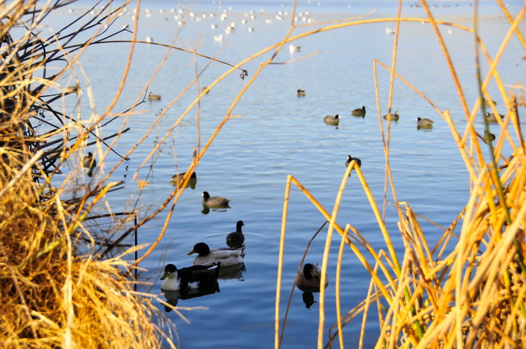 Beautiful winter lake with  ducks., Фремонт