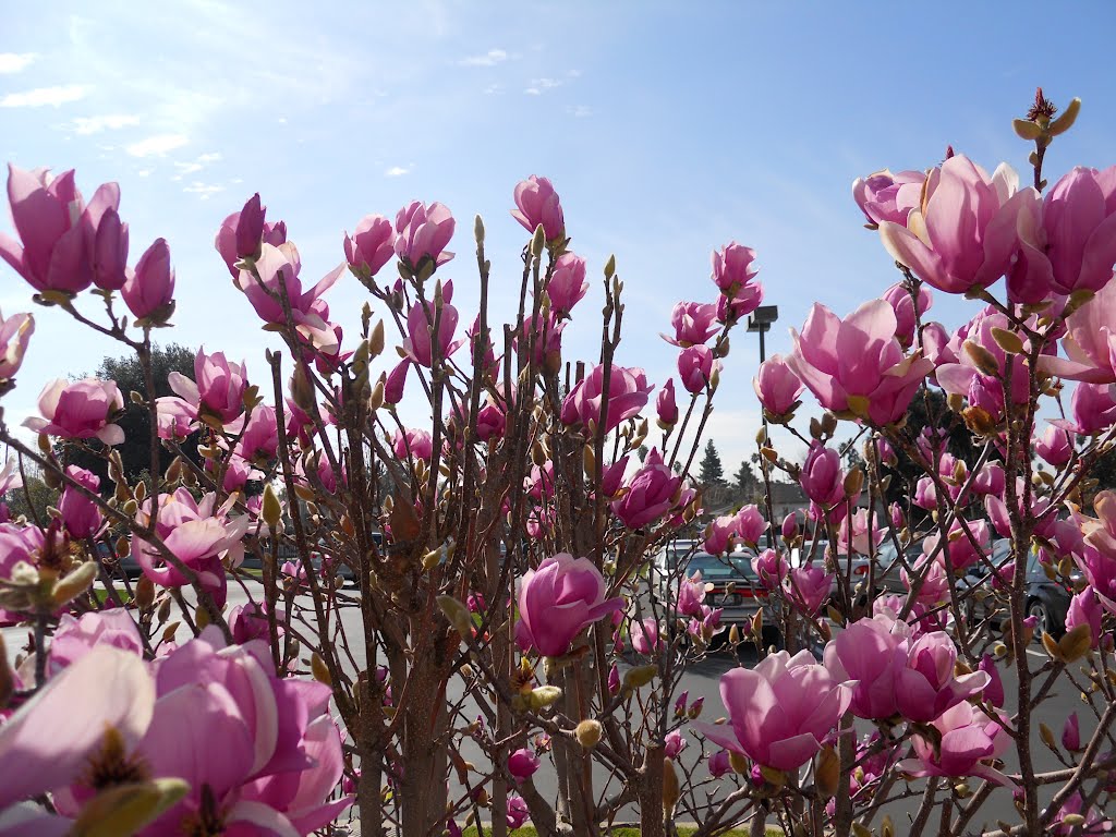 magnolia, Фремонт