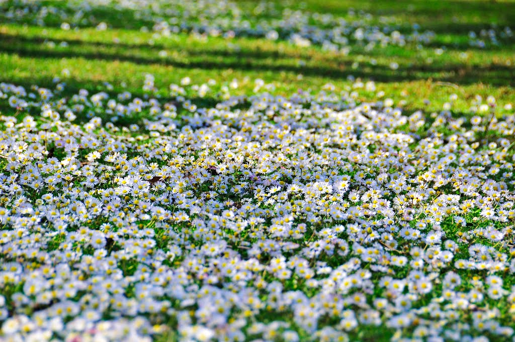 white wild flowers on the grass, Фремонт