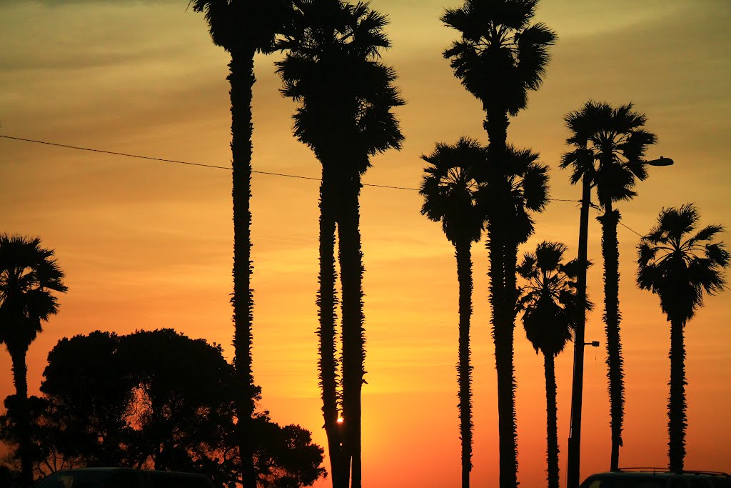 Palms at Sunset, Хантингтон-Бич