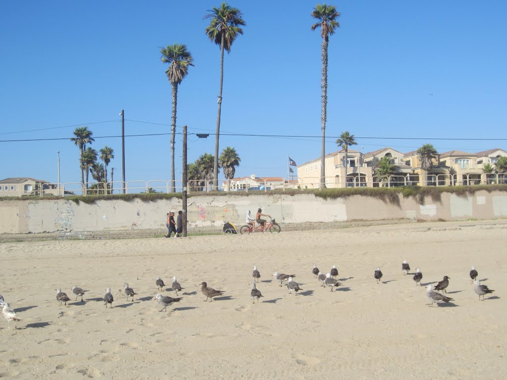 Birds in Huntington Beach, Хантингтон-Бич