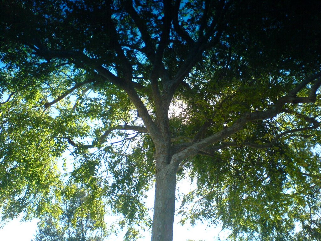 A Tree in the Parking Lot., Черриленд